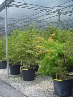 Japanse Esdoorn (Acer Palmatum 'Dissectum') -Tuinplanten Winkel 20120219170727 11
