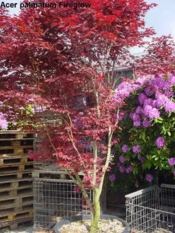 Japanse Esdoorn (Acer Palmatum 'Fireglow') 16 Japanse Esdoorn (Acer Palmatum 'Fireglow') -Tuinplanten Winkel 20120220091058 11