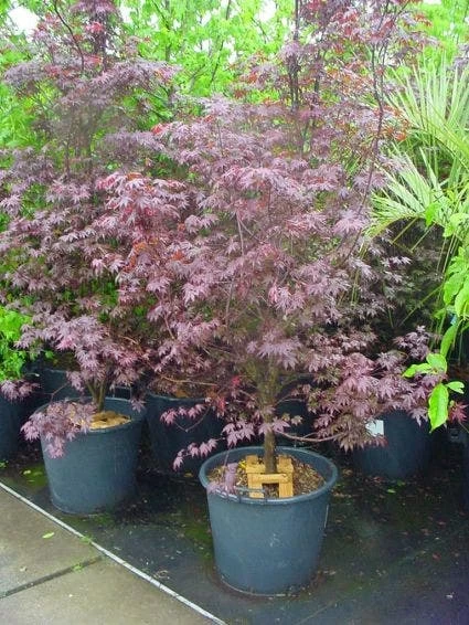 Japanse Esdoorn (Acer Palmatum 'Fireglow') 2 Japanse Esdoorn (Acer Palmatum 'Fireglow') - Afbeelding 2
