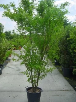 Japanse Esdoorn (Acer Palmatum) 20 Japanse Esdoorn (Acer Palmatum) -Tuinplanten Winkel 20120220092844 11