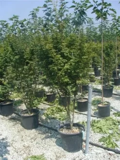 Japanse Esdoorn (Acer Palmatum) 31 Japanse Esdoorn (Acer Palmatum) -Tuinplanten Winkel 20120220093454 11