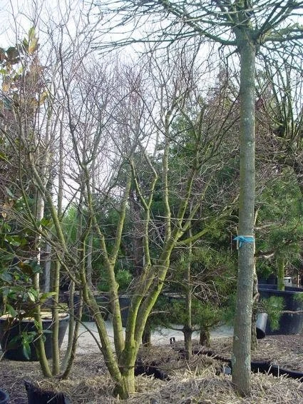 Japanse Esdoorn (Acer Palmatum) 14 Japanse Esdoorn (Acer Palmatum) - Afbeelding 14