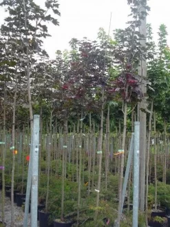 Rode Esdoorn (Acer Platanoides 'Crimson King') -Tuinplanten Winkel 20120220093748 18