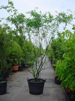 Krentenboom Als Struik (Amelanchier Lamarckii) -Tuinplanten Winkel 20120220100746 13 2