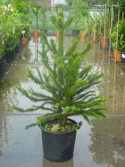 Apeboom (Araucaria Araucana) -Tuinplanten Winkel 20120220101134 17