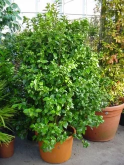 Camelia (Camellia, Rose) -Tuinplanten Winkel 20120220112744 20 4