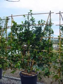 Camelia Als Leivorm (Camellia Japonica) -Tuinplanten Winkel 20120220112828 2