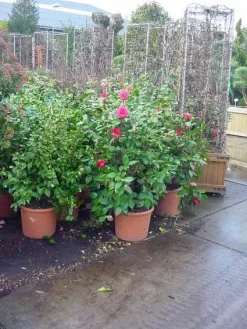 Camelia (Camellia, Rose) -Tuinplanten Winkel 20120220113125 20 4