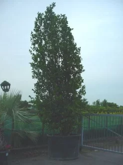 Camelia (Camellia, Rose)