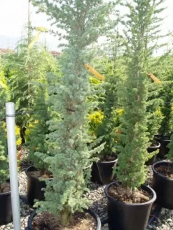 Zuilvormige Ceder (Cedrus Libani 'Fastigiata') -Tuinplanten Winkel 20120220143513 10