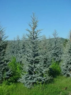 Atlasceder (Cedrus Libani 'Glauca') -Tuinplanten Winkel 20120220143808 23