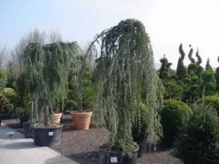 Treurceder Als Boom (Cedrus Libani 'Glauca Pendula') -Tuinplanten Winkel 20120220144152 9