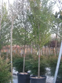 Judasboom (Cercis Siliquastrum) -Tuinplanten Winkel 20120220144824 10