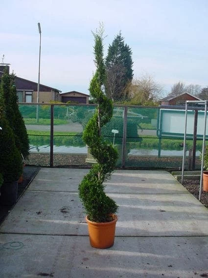 Leylandcipres Als Spiraal (Cupressocyparis Leylandii 'Castlewellan Gold' ) 1 Leylandcipres Als Spiraal (Cupressocyparis Leylandii 'Castlewellan Gold' )