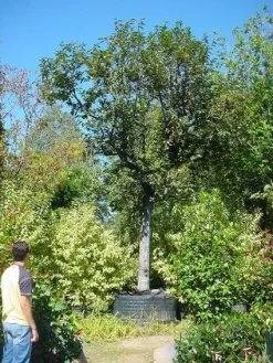 Kaki (Diospyros Kaki) 13 Kaki (Diospyros Kaki) -Tuinplanten Winkel 20120220155112 8