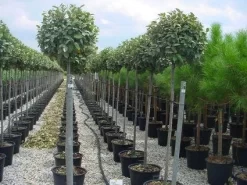 Olijfwilg Als Boom (Elaeagnus Pungens 'Maculata') -Tuinplanten Winkel 20120220160404 8