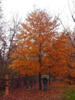 Rode Beukenboom (Fagus Sylvatica 'Atropunicea' ) 8 Rode Beukenboom (Fagus Sylvatica 'Atropunicea' ) -Tuinplanten Winkel 20120220161602 18