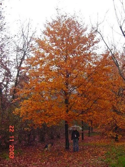 Rode Beukenboom (Fagus Sylvatica 'Atropunicea' ) 4 Rode Beukenboom (Fagus Sylvatica 'Atropunicea' ) - Afbeelding 4