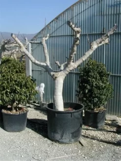 Vijg Als Solitair (Ficus Carica) 11 Vijg Als Solitair (Ficus Carica) -Tuinplanten Winkel 20120220162113 7