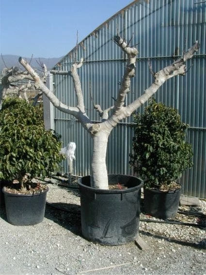 Vijg Als Solitair (Ficus Carica) 4 Vijg Als Solitair (Ficus Carica) - Afbeelding 4