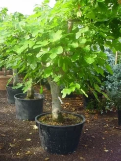 Vijg Als Solitair (Ficus Carica) 10 Vijg Als Solitair (Ficus Carica) -Tuinplanten Winkel 20120220162214 7