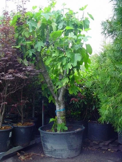 Vijg Als Solitair (Ficus Carica) 2 Vijg Als Solitair (Ficus Carica) - Afbeelding 2