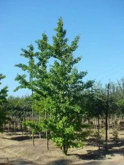 Japanse Notenboom (Ginkgo Biloba) -Tuinplanten Winkel 20120220162600 10