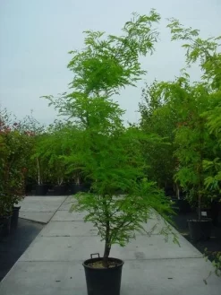 Geelbladige Christusdoorn (Gleditsia Triacanthos 'Sunburst') -Tuinplanten Winkel 20120220162912 35 7