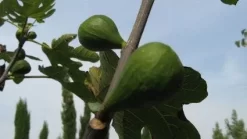 Vijg Op Stam (Ficus Carica) -Tuinplanten Winkel 20120221133840 8