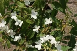 Sneeuwbal (Viburnum Plicatum 'Watanabe') -Tuinplanten Winkel 20120221135107 8