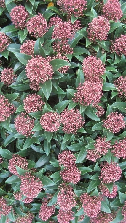 Skimmia (Skimmia Japonica 'Rubella') 1 Skimmia (Skimmia Japonica 'Rubella')