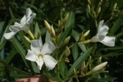 Oleander Als Leivorm (Nerium Oleander) 6 Oleander Als Leivorm (Nerium Oleander) -Tuinplanten Winkel 20120225093249 1