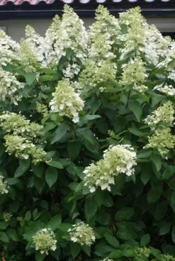 Uitgelichte producten 19 Pluimhortensia (Hydrangea Paniculata 'Unique')