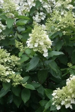 Pluimhortensia (Hydrangea Paniculata 'Unique') -Tuinplanten Winkel 20120225112804 5 1