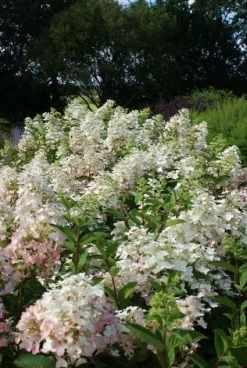 Uitgelichte producten -Tuinplanten Winkel 20120225112833 5