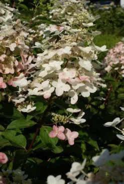 Pluimhortensia (Hydrangea Paniculata 'Unique') -Tuinplanten Winkel 20120225112900 5 1