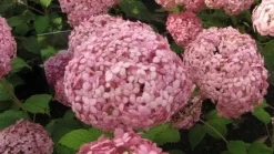 Hortensia (Hydrangea 'Pink Annabelle') -Tuinplanten Winkel 20120225121833 1