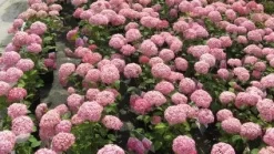 Hortensia (Hydrangea 'Pink Annabelle') -Tuinplanten Winkel 20120225121900 1