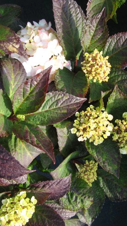 Hortensia (Hydrangea 'Preziosa') 4 Hortensia (Hydrangea 'Preziosa') - Afbeelding 4