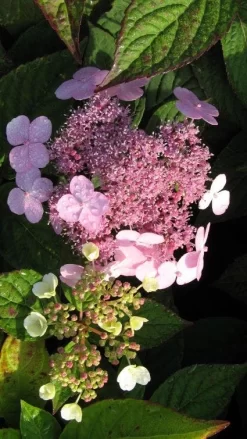 Hortensia (Hydrangea Macrophylla 'Mariesii Perfecta') -Tuinplanten Winkel 20120225172242 2