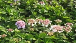 Hortensia (Hydrangea Macrophylla 'Mariesii Perfecta') -Tuinplanten Winkel 20120225172403 2