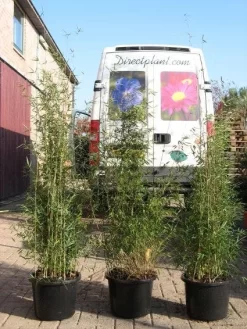 Niet Woekerende Bamboe (Fargesia 'Jiuzhaigou') -Tuinplanten Winkel 20120226104653 4 2