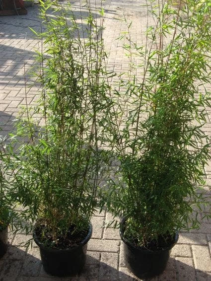 Niet Woekerende Bamboe (Fargesia 'Jiuzhaigou') 12 Niet Woekerende Bamboe (Fargesia 'Jiuzhaigou') - Afbeelding 12