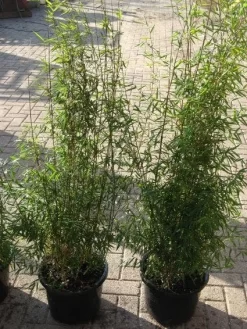 Niet Woekerende Bamboe (Fargesia 'Jiuzhaigou') -Tuinplanten Winkel 20120226104717 4 2