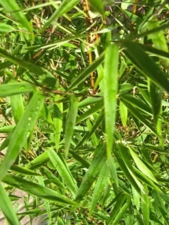 Niet Woekerende Bamboe (Fargesia 'Jiuzhaigou') 20 Niet Woekerende Bamboe (Fargesia 'Jiuzhaigou') -Tuinplanten Winkel 20120226104740 4 1