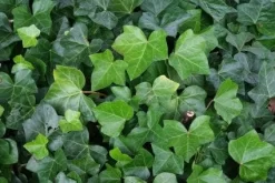 Klimop Als Prieel (Hedera Hibernica)