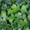 Klimop Als Prieel (Hedera Hibernica)