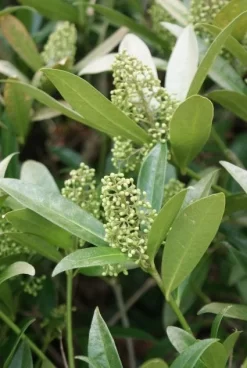 Skimmia (Skimmia Confusa 'Kew Green') -Tuinplanten Winkel 20120228154247 3
