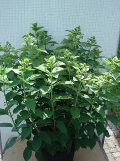 Pluimhortensia (Hydrangea Paniculata 'Unique') -Tuinplanten Winkel 20120305135303 5
