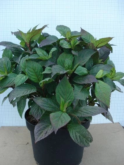 Hortensia (Hydrangea 'Preziosa') 5 Hortensia (Hydrangea 'Preziosa') - Afbeelding 5